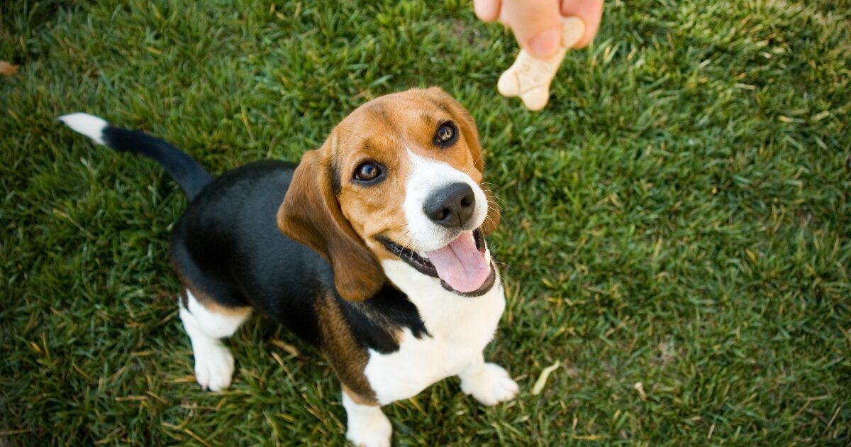 Delicious & Nutritious: 10 Healthy Homemade Dog Treats Your Pup Will Love