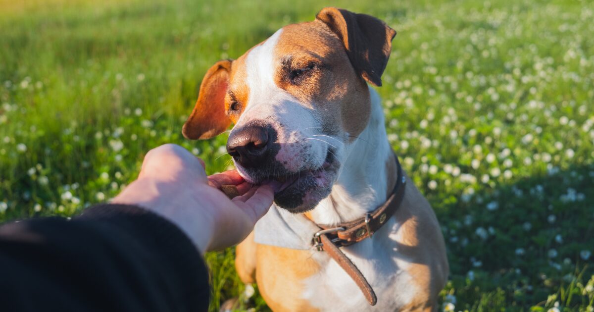 Why Healthy Homemade Dog Treats Are the Best Choice for Your Pup’s Health