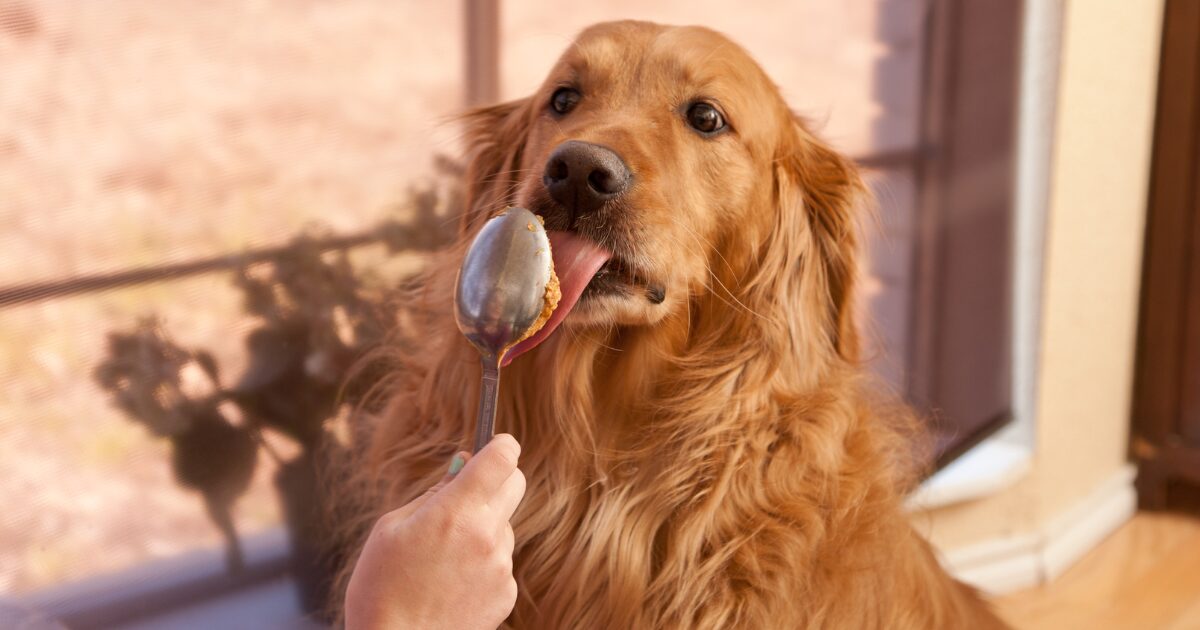 10 Must-Have Ingredients for Making Healthy Homemade Dog Treats