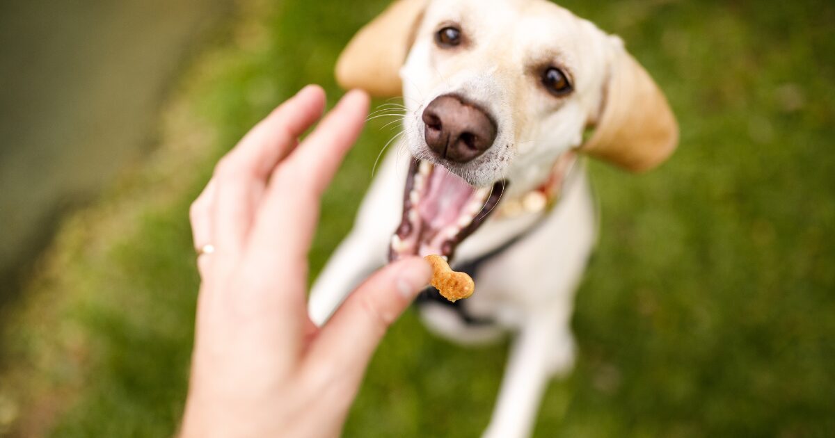 How to Create Simple and Tasty Healthy Homemade Dog Treats in Less Than 30 Minutes