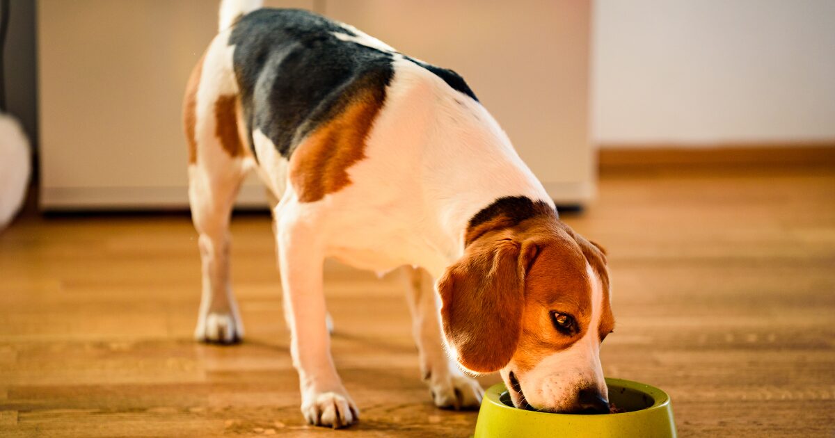 Grain-Free Goodness: Healthy Homemade Dog Treats for Sensitive Pups