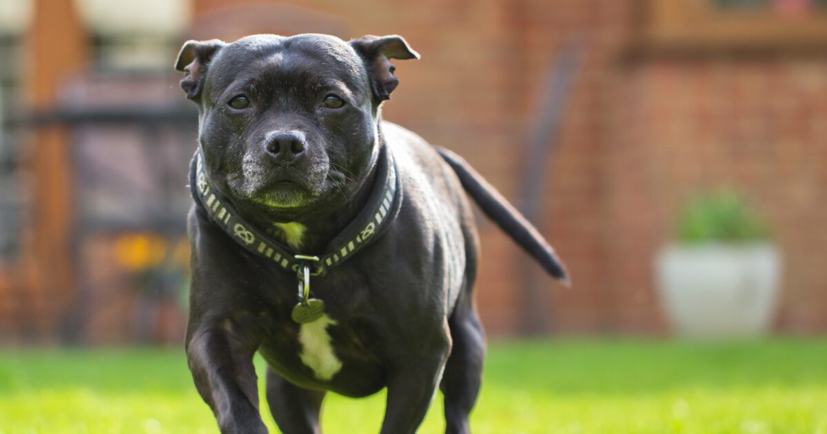 Low-Calorie, High-Taste: Healthy Homemade Dog Treats That Won’t Pack on the Pounds