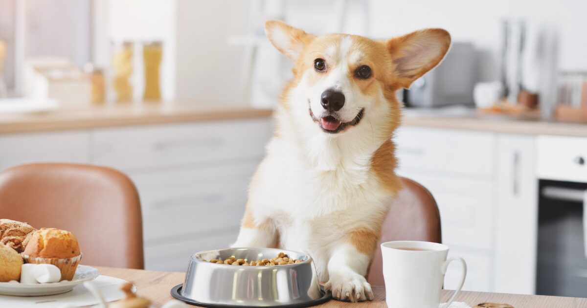 Fun and Creative Ways to Shape Healthy Homemade Dog Treats for Every Occasion