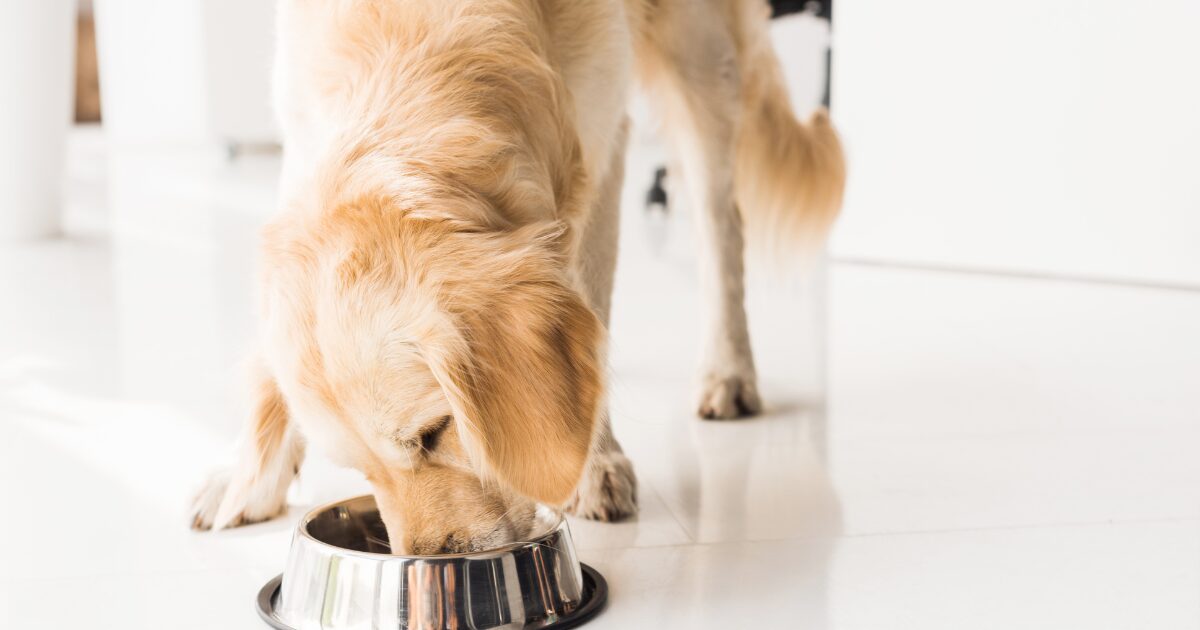 Delicious & Nutritious: 10 Healthy Homemade Dog Treats Your Pup Will Love