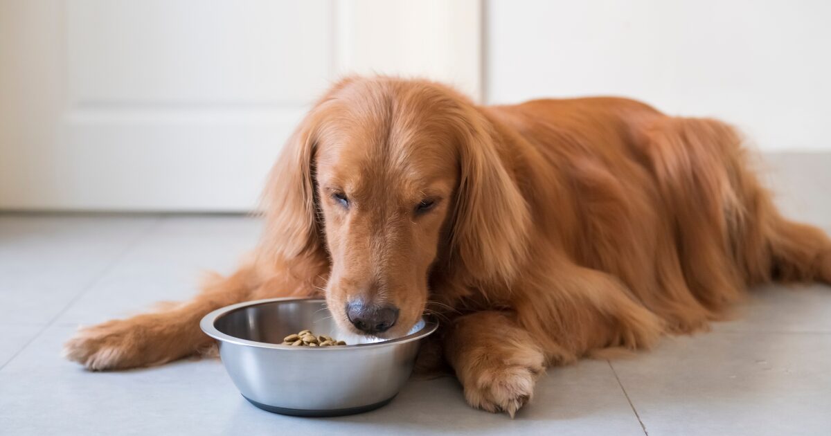 How to Identify When Your Dog Needs the Best Dog Food for Sensitive Stomachs