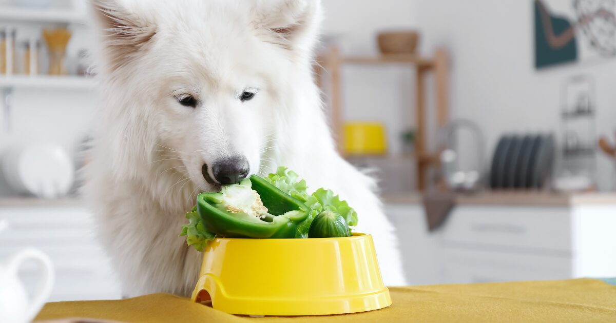 Key Ingredients to Look for in the Best Dog Food for Sensitive Stomachs