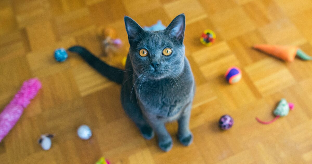 10 Budget-Friendly DIY Cat Toys Your Kitty Will LOVE – No Store-Bought Toys Needed