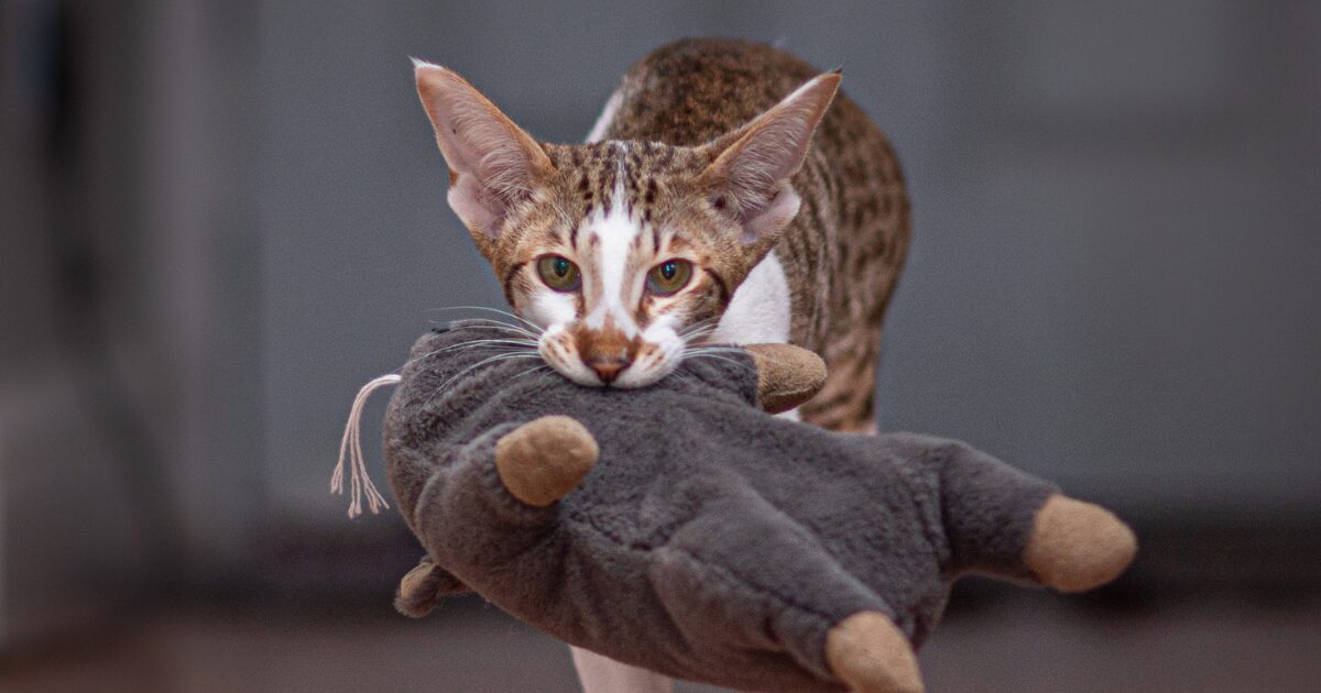 Why DIY Cat Toys Are the Best Choice for Your Budget and Your Kitty