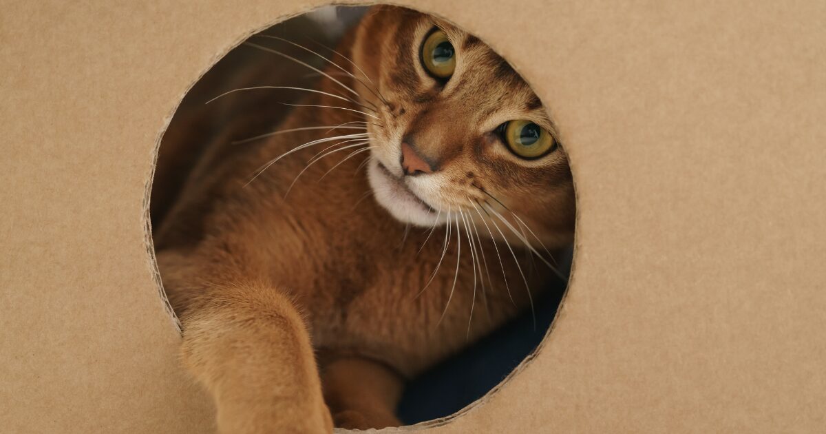 How to Make DIY Cat Toys from Old Cardboard Boxes