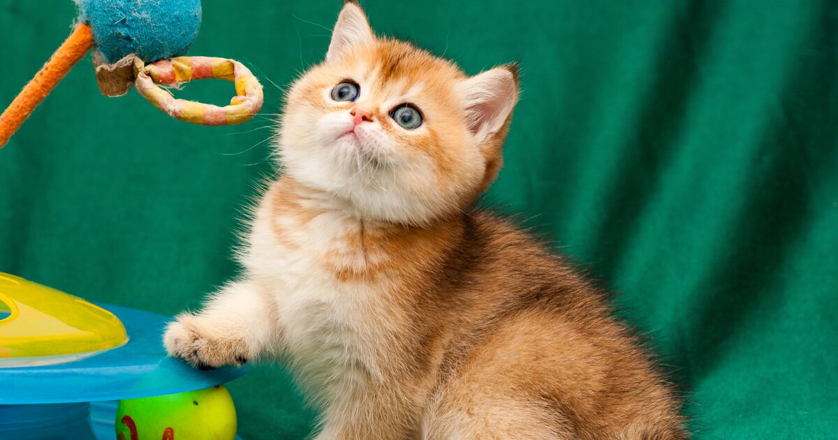 Turn Scraps into Fun: Budget-Friendly DIY Cat Toys from Fabric and Yarn