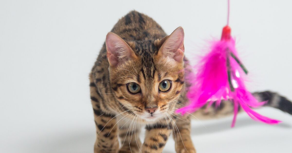 DIY Cat Toys That Will Satisfy Your Kitty’s Natural Hunting Instincts