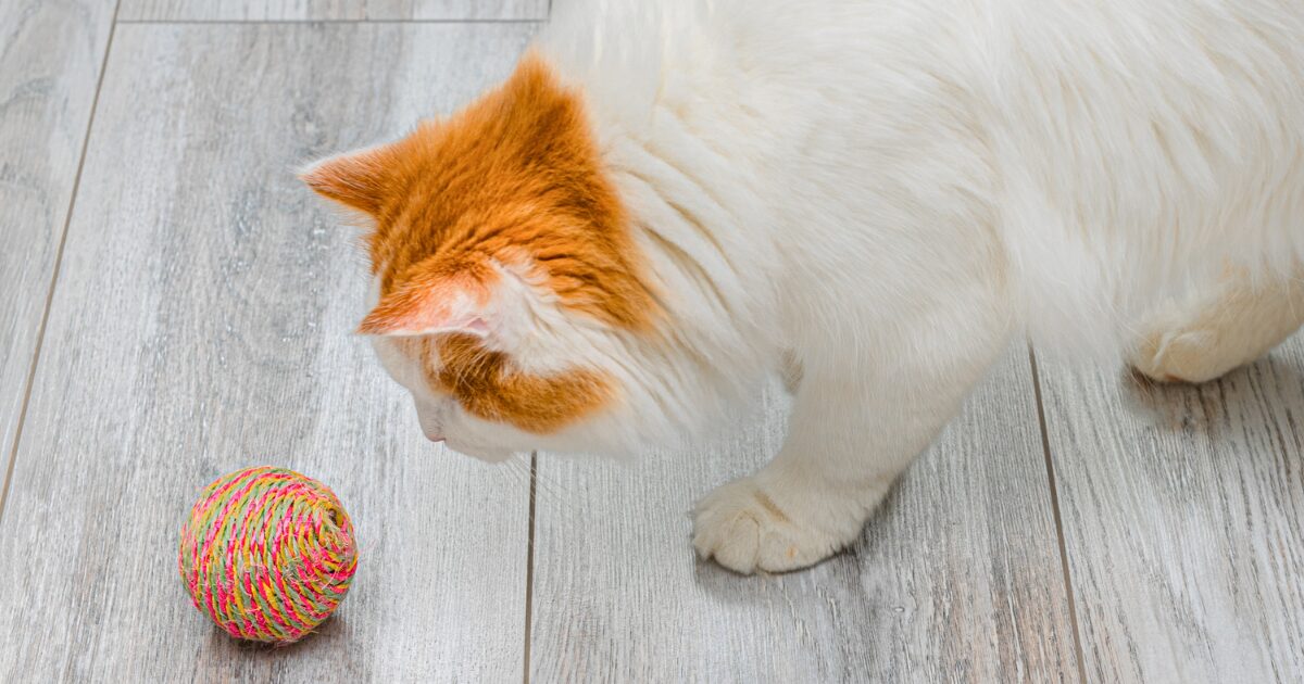 Engage Your Active Cat with These Simple DIY Cat Toys