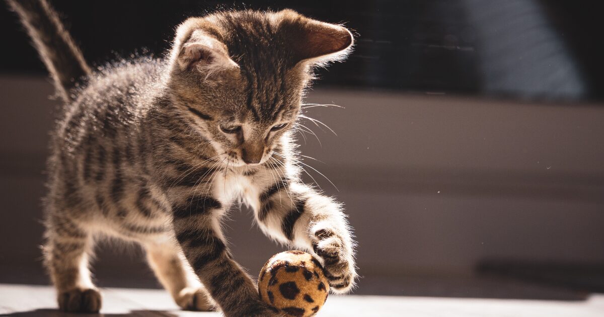 Affordable DIY Cat Toys for Kittens: Safe and Fun Ideas to Try