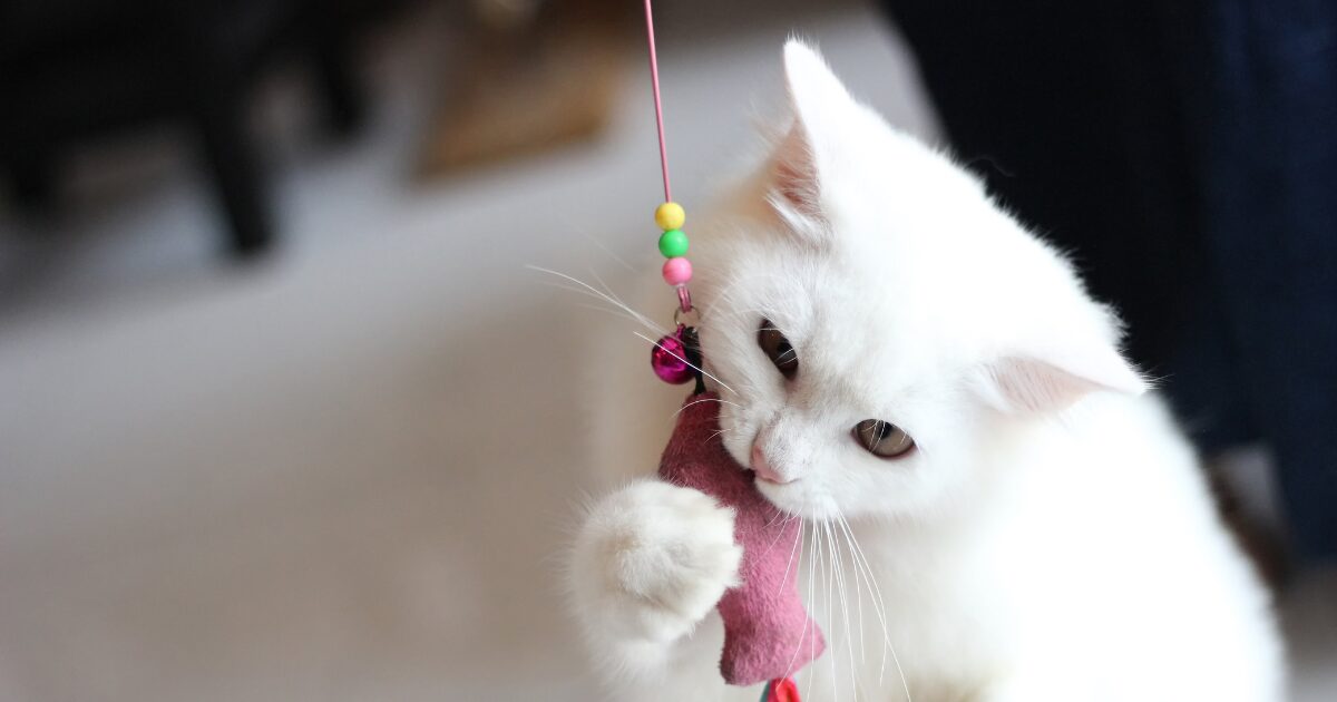 DIY Cat Toys for All Ages: Crafting Timeless Toys Your Cat Will Love