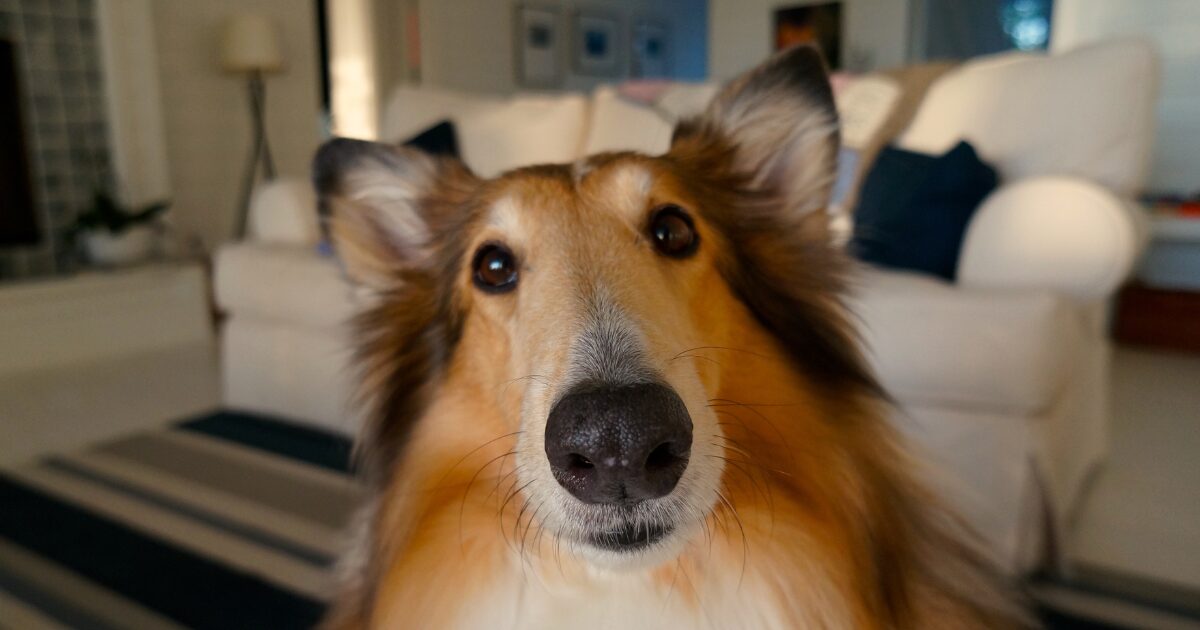 Conclusion: Elevate Your Pet Care with the Best Pet Cameras of 2025