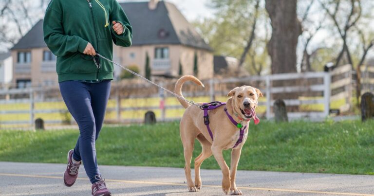 Say Goodbye to Tug-of-War! 7 Essential Leash Walking Training Tips for Dogs Who Pull