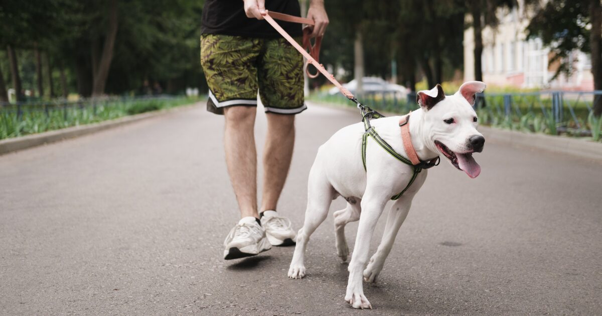 Understanding Why Your Dog Pulls: The Key to Effective Leash Walking Training for Dogs