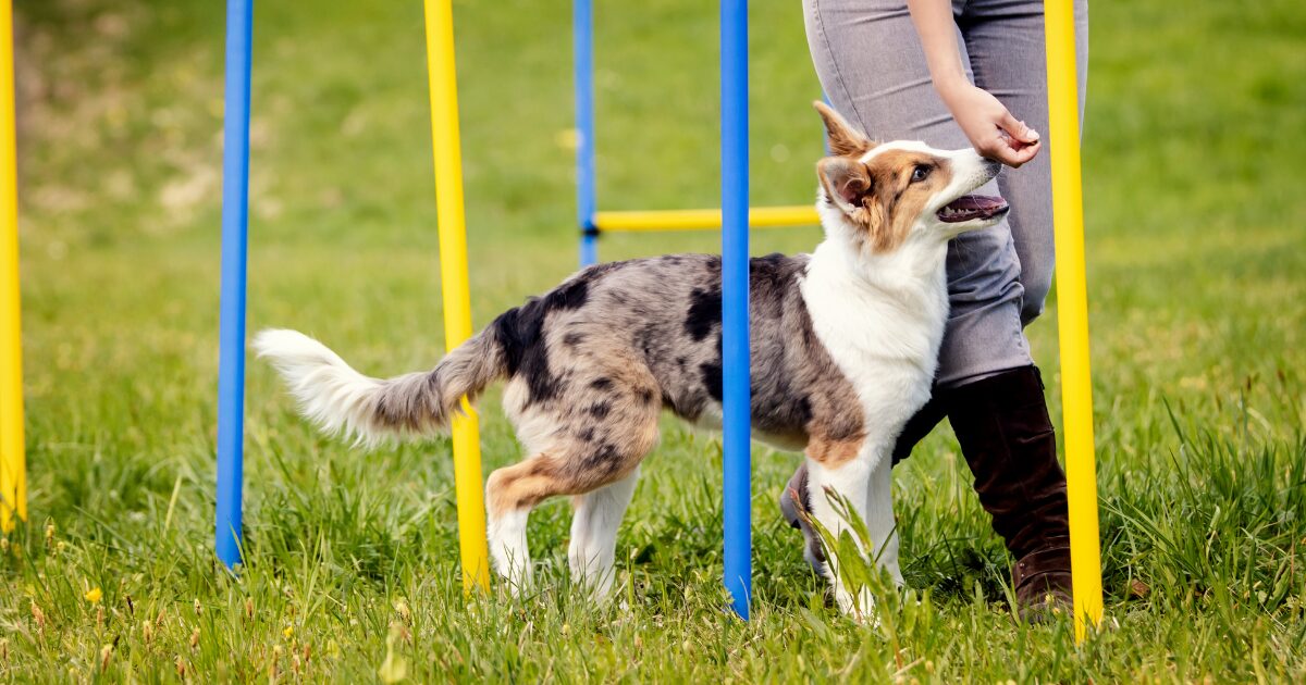 Set the Right Expectations: Leash Walking Training for Dogs Starts with Consistency