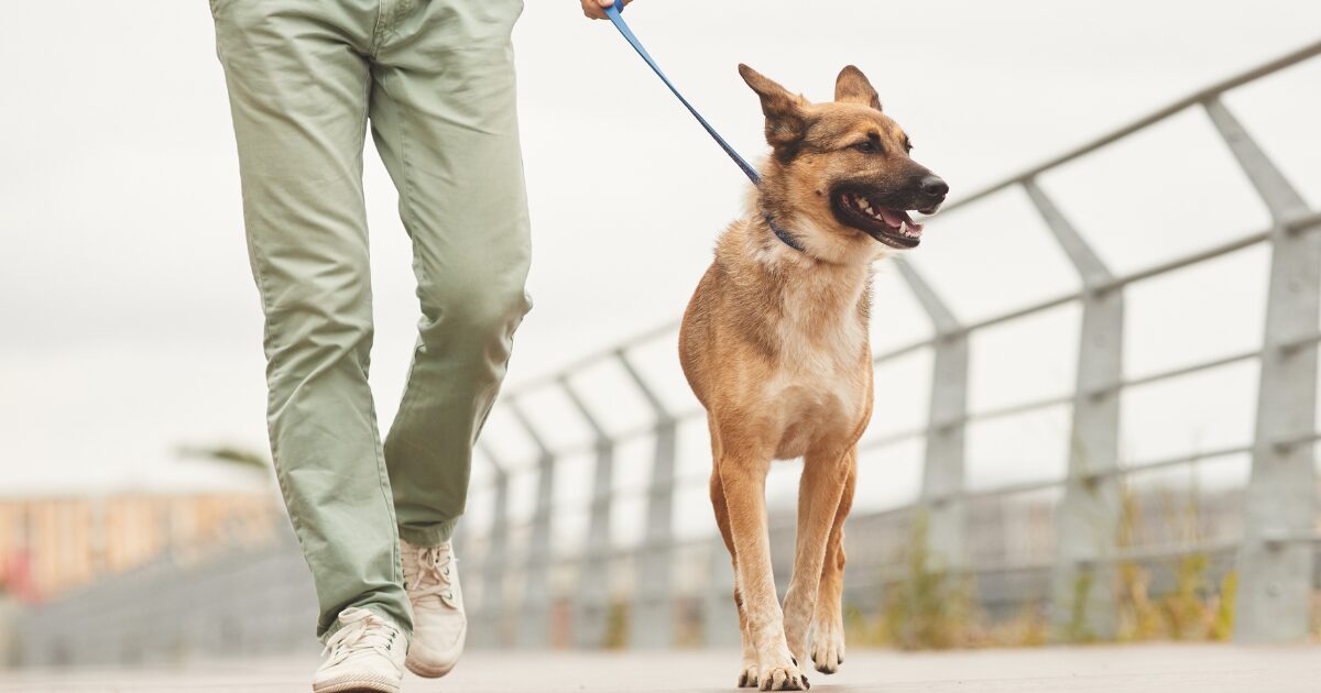 Master the Basics: How to Start Leash Walking Training for Dogs the Right Way