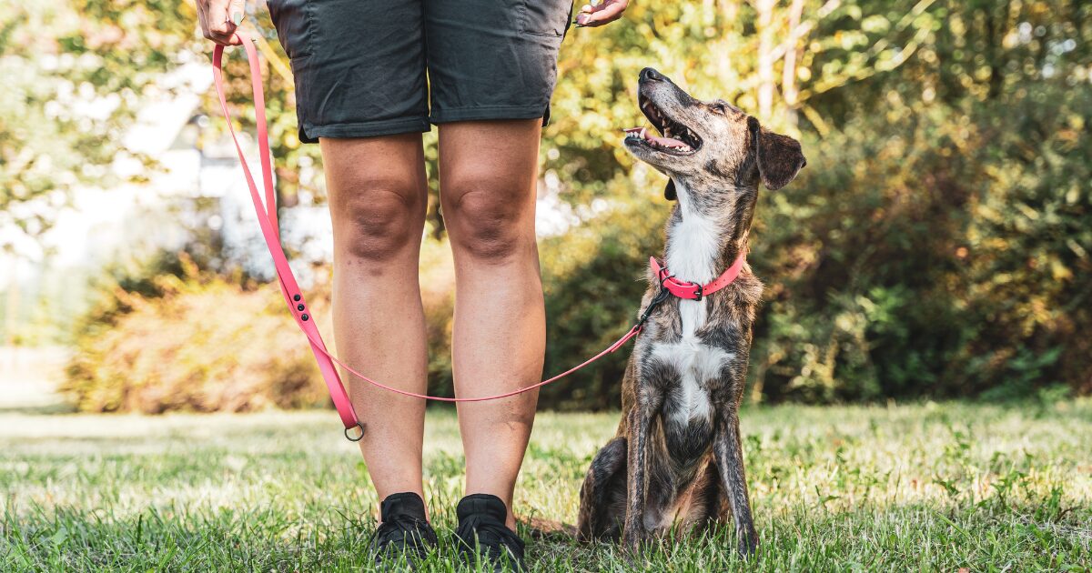 The Power of Positive Reinforcement in Leash Walking Training for Dogs