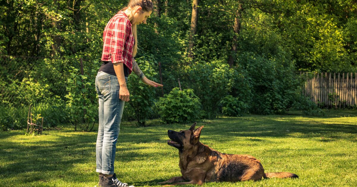 Master the "Stop and Go" Technique: A Game-Changer for Leash Walking Training for Dogs