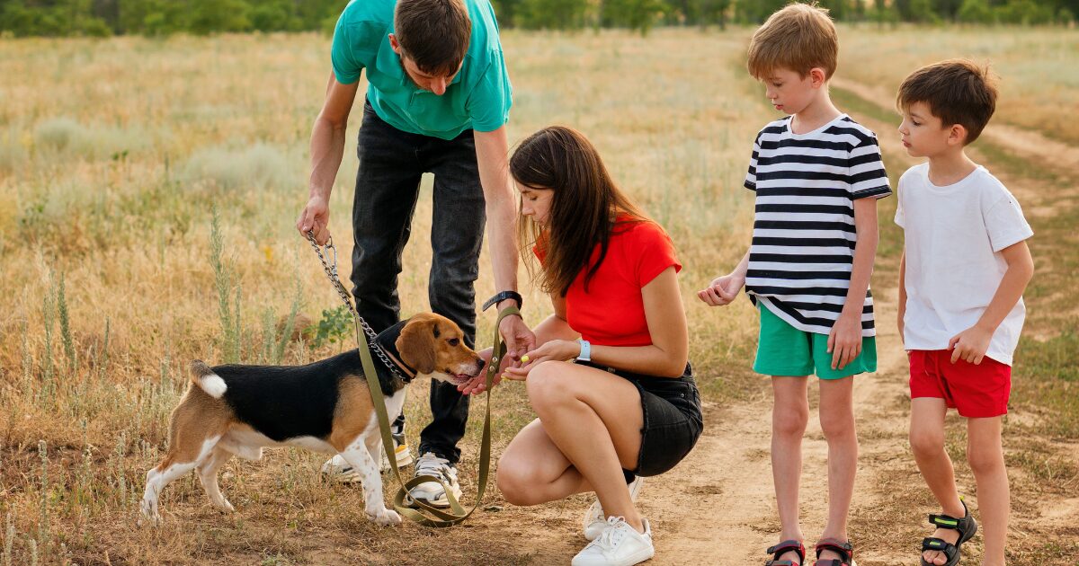 Choosing the Right Equipment for Success in Leash Walking Training for Dogs