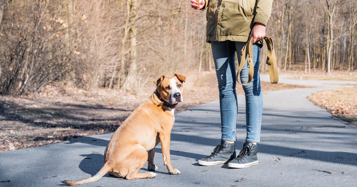 Conclusion: Enjoy Stress-Free Walks with Consistent Leash Walking Training for Dogs