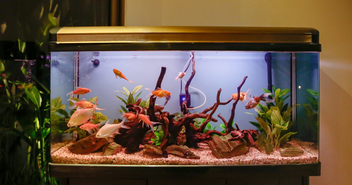 The Ultimate Guide to an Easy Fish Tank Setup for Beginners: Transform Your Dorm Room into an Aquatic Paradise