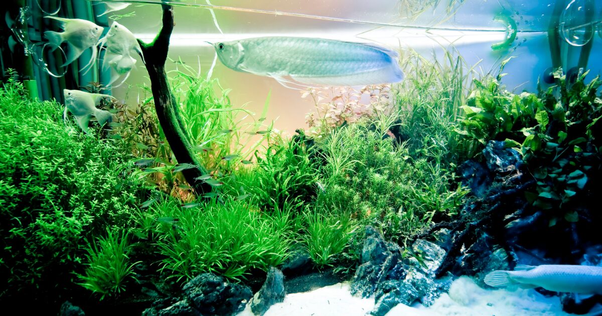 Why an Easy Fish Tank Setup for Beginners is the Perfect Addition to Your Dorm Room