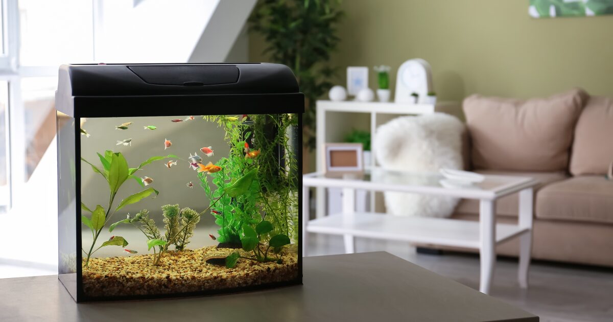 Choosing the Right Fish Tank for Your Space: Simple Steps for an Easy Fish Tank Setup for Beginners