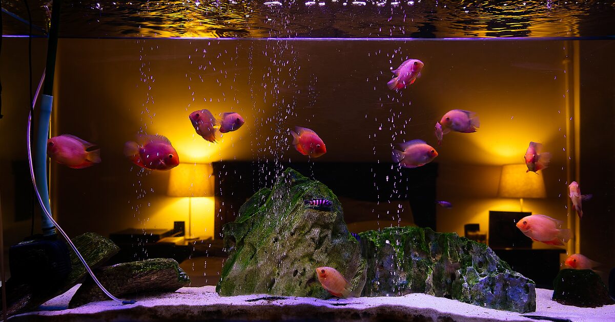 Essential Equipment You Need for an Easy Fish Tank Setup for Beginners: What to Buy and Why