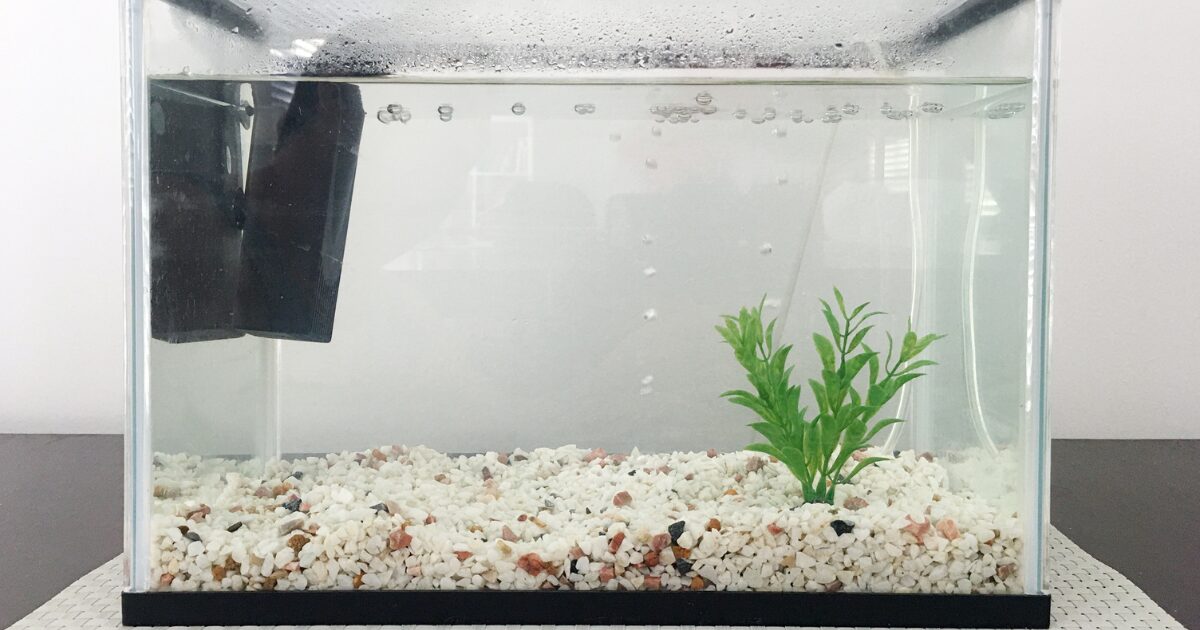 Setting Up Your Aquarium: An Easy Fish Tank Setup for Beginners Step-by-Step