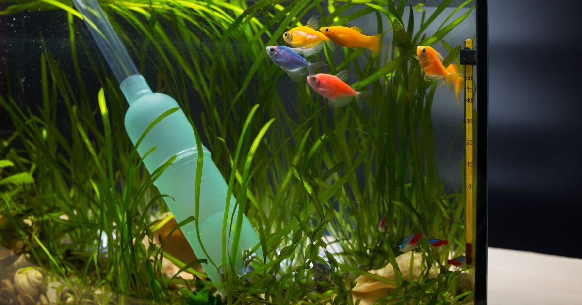 Maintaining Your Fish Tank: Easy Tips for Keeping Your Aquarium Clean and Healthy