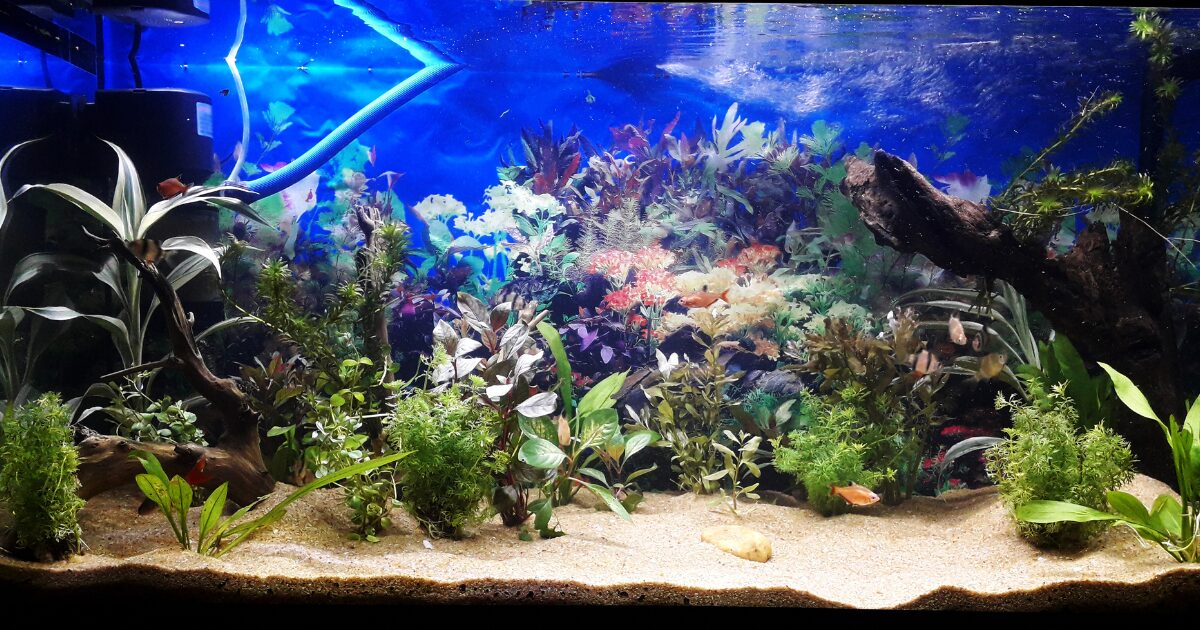 Personalizing Your Easy Fish Tank Setup for Beginners: Adding Decorations and Plants for a Stunning Look