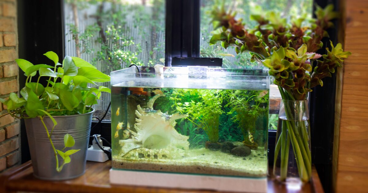 The Ultimate Guide to an Easy Fish Tank Setup for Beginners: Transform Your Dorm Room into an Aquatic Paradise