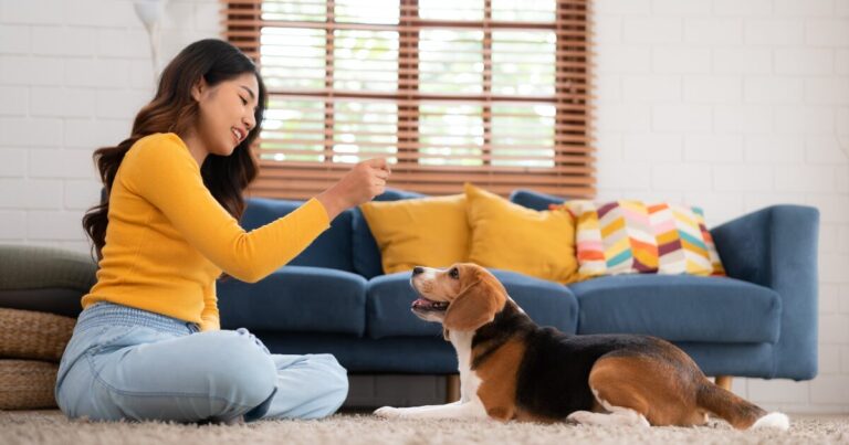 How to Train Your Dog to Stay Alone Without Stress: Dog Separation Anxiety Solutions for Busy Professionals