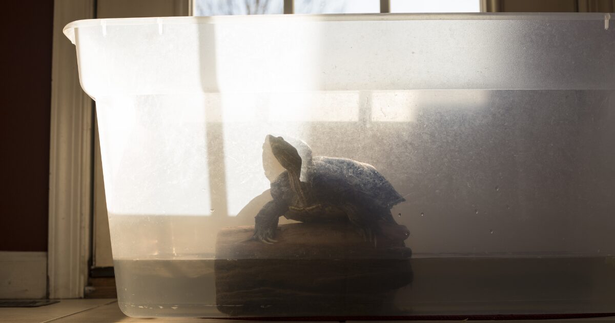 Choosing the Right Tank Size for the Best Reptile Habitat Setup