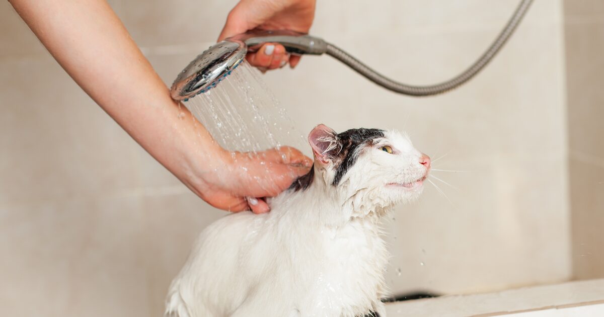 How to Bathe a Cat Like a Grooming Expert: 7 Tips Every Cat Care Professional Swears By