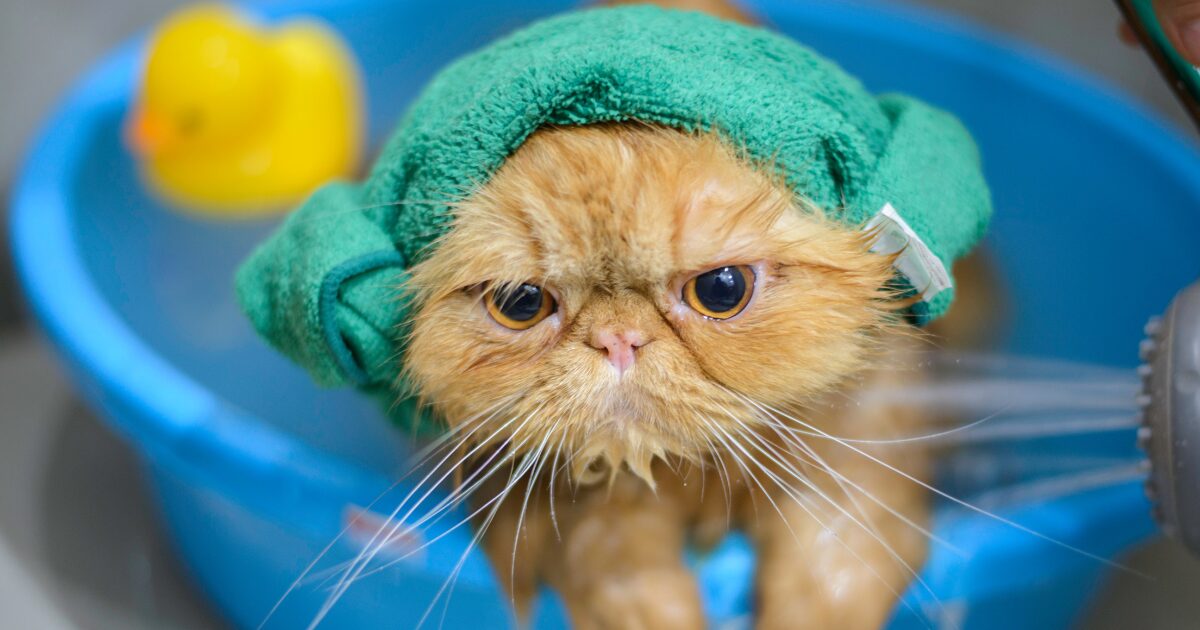 Why Learning How to Bathe a Cat Properly Will Change Your Grooming Game Forever