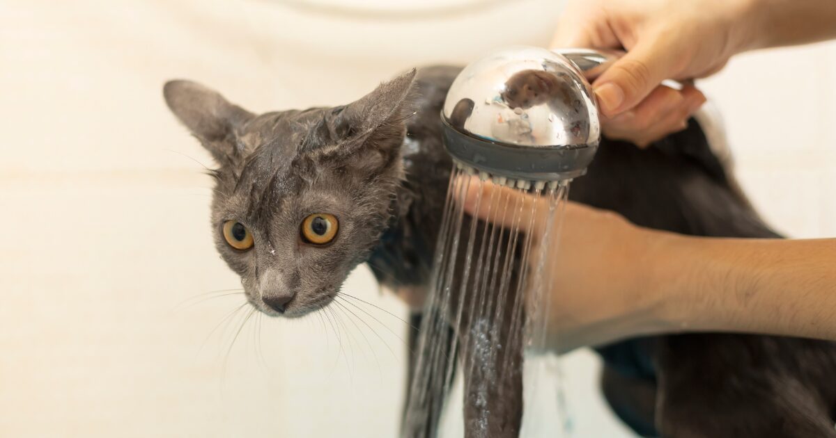 How to Bathe a Cat Without the Stress: Creating the Perfect Bathing Environment