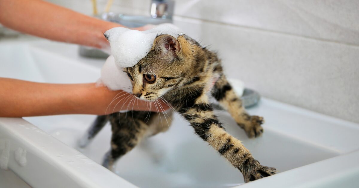 How to Bathe a Cat with Sensitive Skin: Essential Tips for a Comfortable Experience