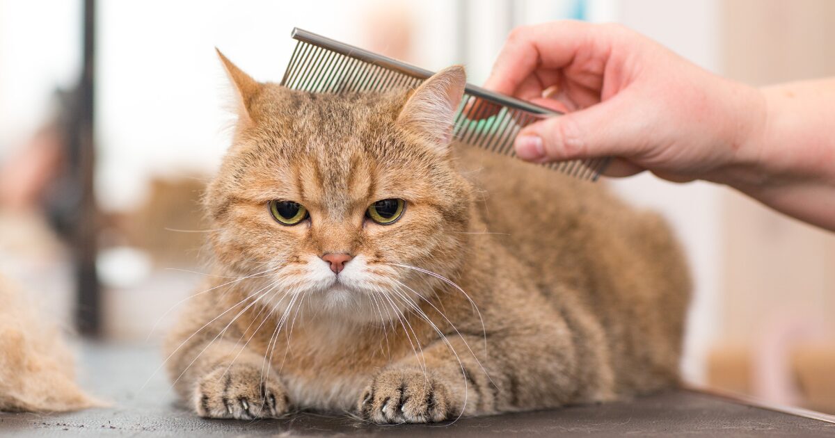 How to Bathe a Cat with Long Fur: Expert Techniques for Keeping Their Coat Gorgeous