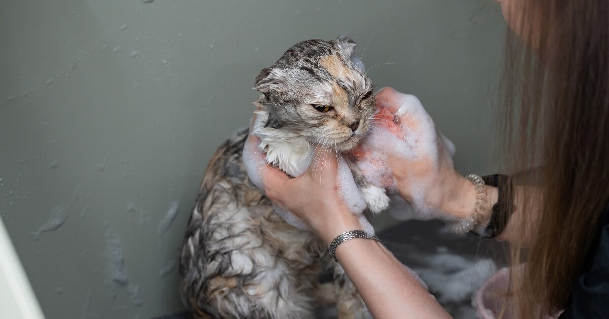 How to Bathe a Cat and Avoid Scratches: Tricks Every Groomer Knows