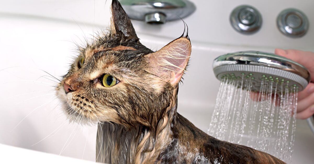 How to Bathe a Cat and Make It Fun: Turning Bath Time Into a Positive Experience