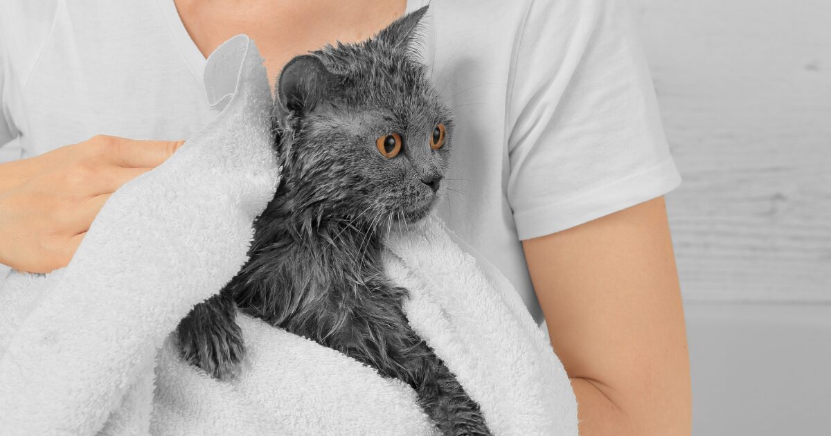 How to Bathe a Cat Like a Grooming Expert: 7 Tips Every Cat Care Professional Swears By