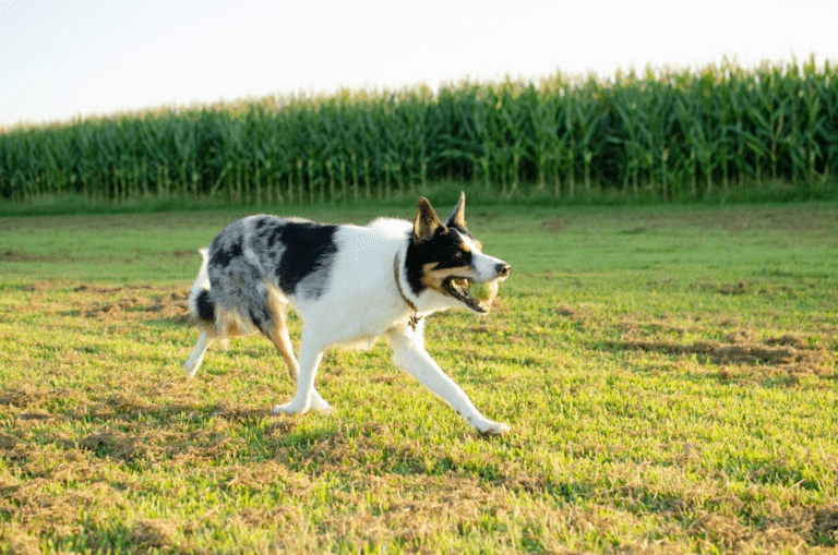 Dog Training for Aggressive Behavior