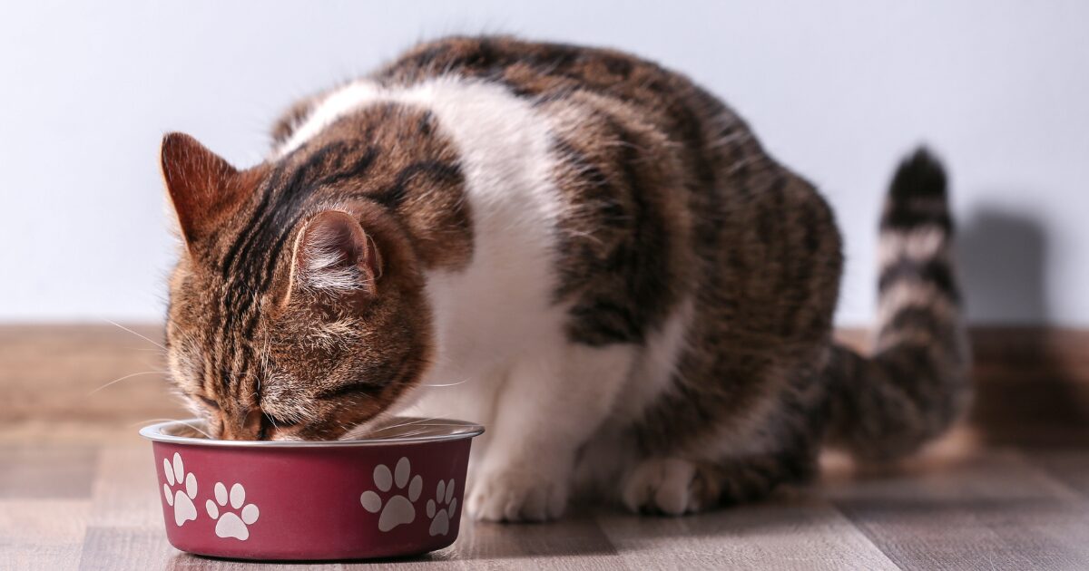 The Ultimate Guide to the Best Senior Cat Food: Give Your Aging Cat the Nutrition They Deserve