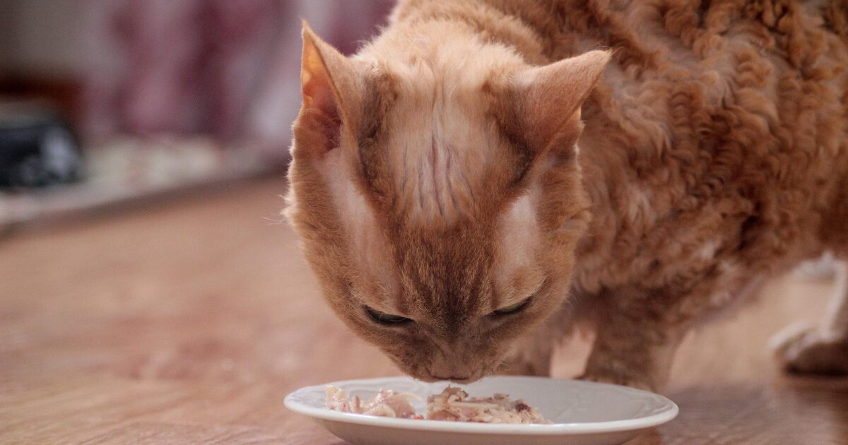 Key Nutrients to Look for in the Best Senior Cat Food