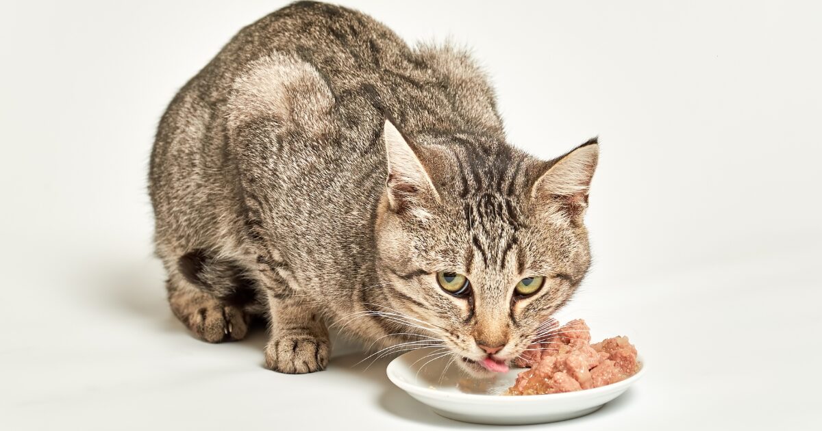 Top 5 Best Senior Cat Foods That Promote Healthy Joints and Mobility