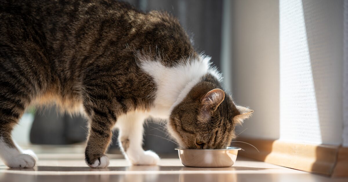 How the Best Senior Cat Food Supports Digestive Health and Weight Management